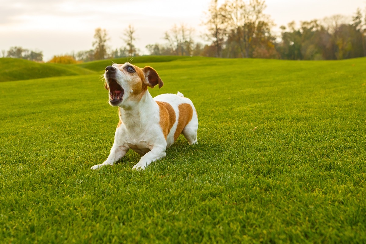 small dog barking