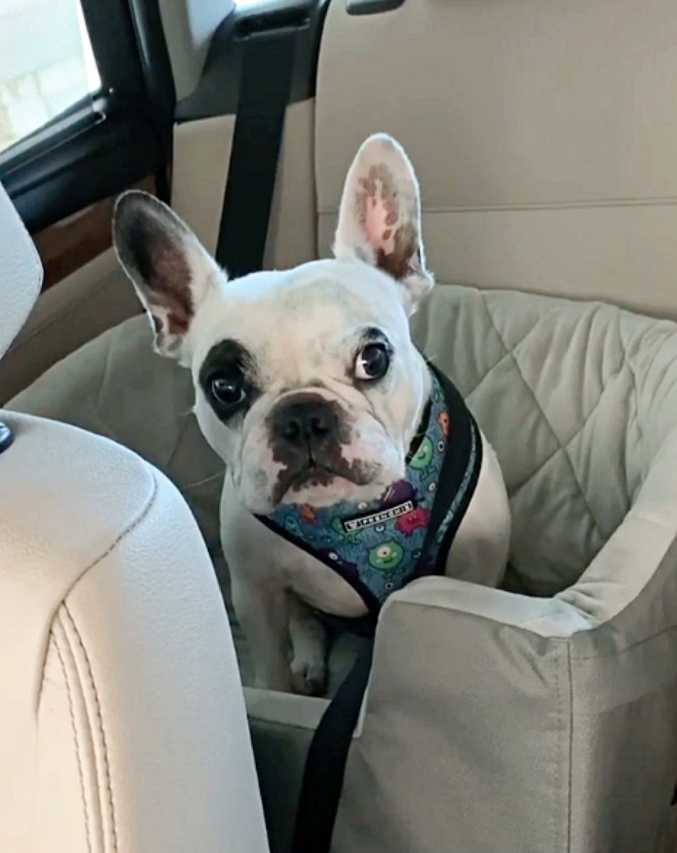 Walter Geoffrey the Frenchie Animal Stories 2018