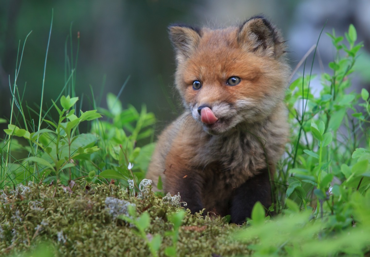 baby fox sticking tongue out