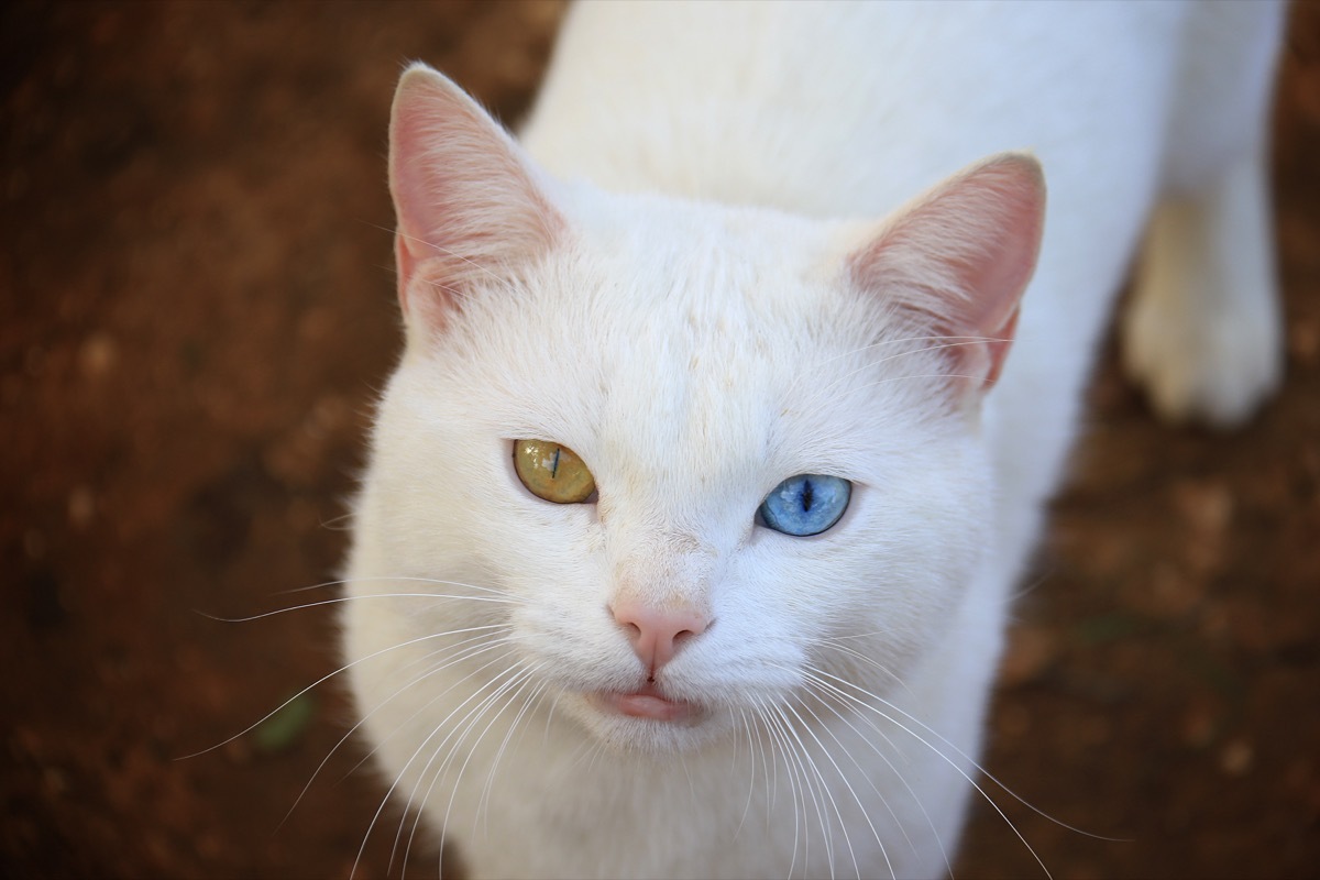 Khao Manee cat cutest animals discovered in 2018