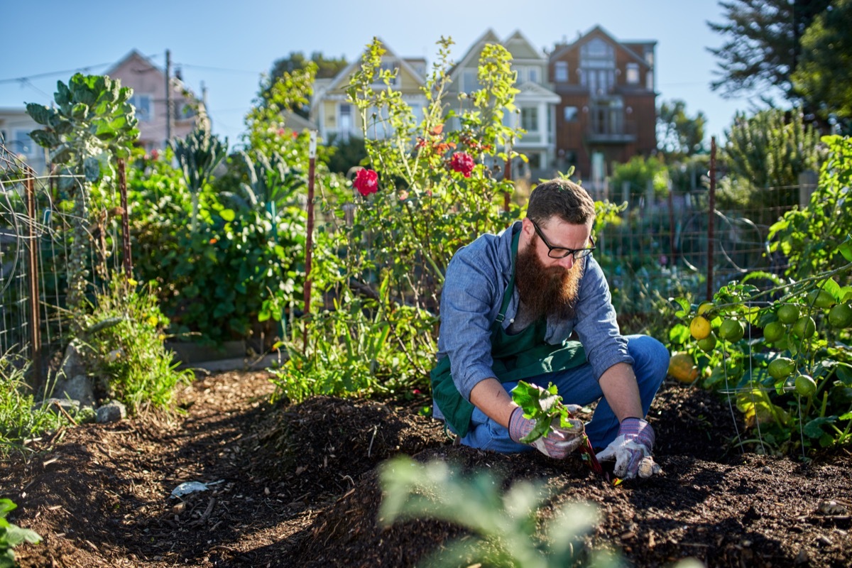 man harvesting vegetables in garden