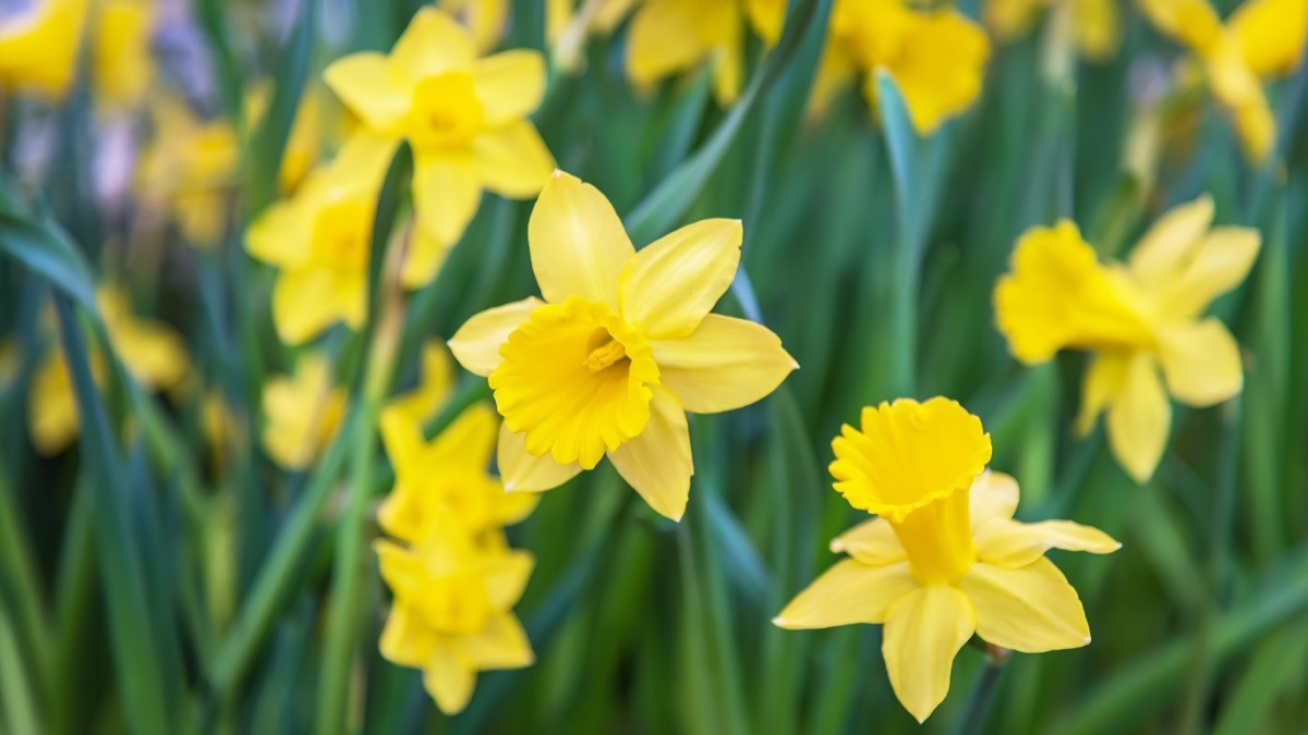 Daffodils Dangerous Plants in Your Backyard