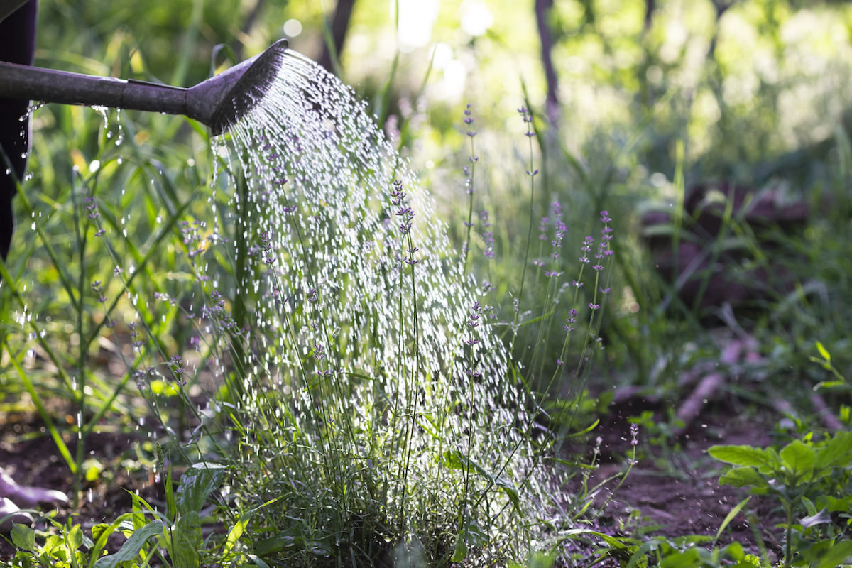 Close up of a watering can watering a lavender plant