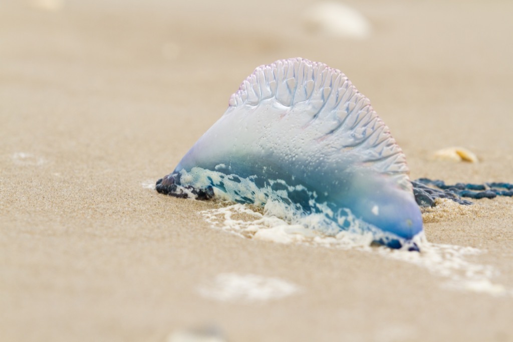 Portuguese Man O War