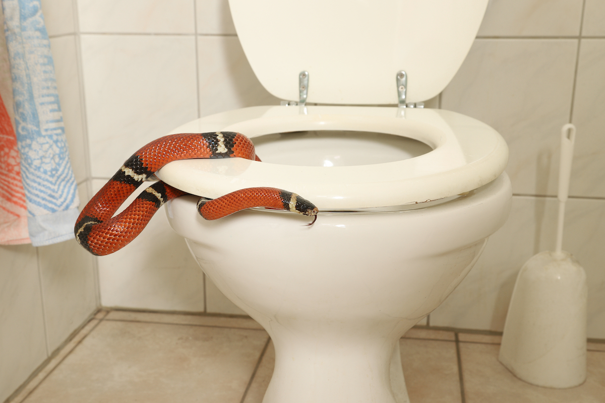 A red and black snake coming out of a toilet.