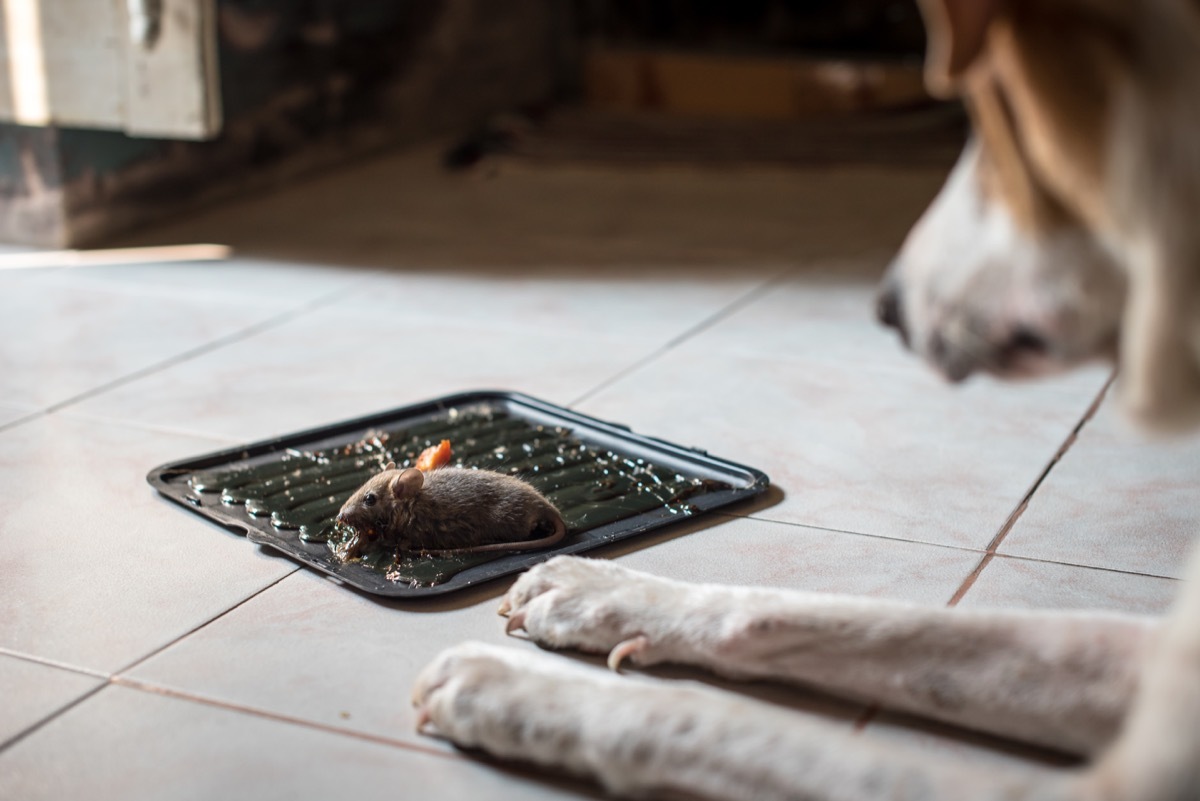 Trapped rat is being watched by dog.Glued mice, mouse traps