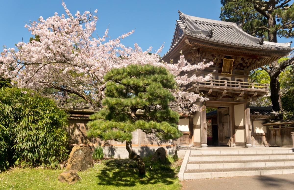 cherry blossoms around a japanese tea garden