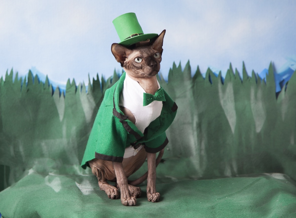 leprechaun kitten