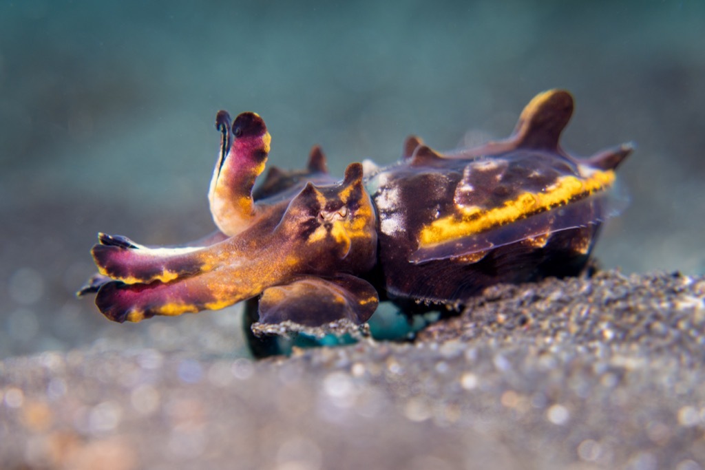 Flamboyant Cuttlefish