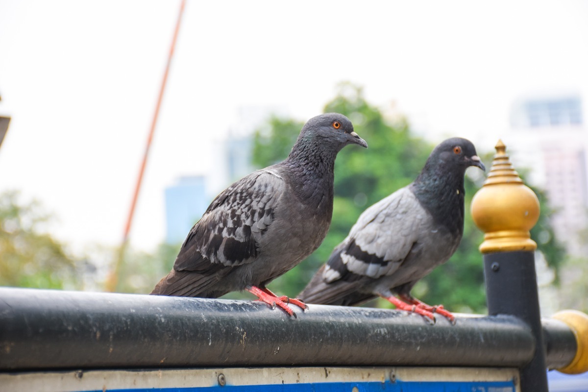 Pigeons chilling in an urban area