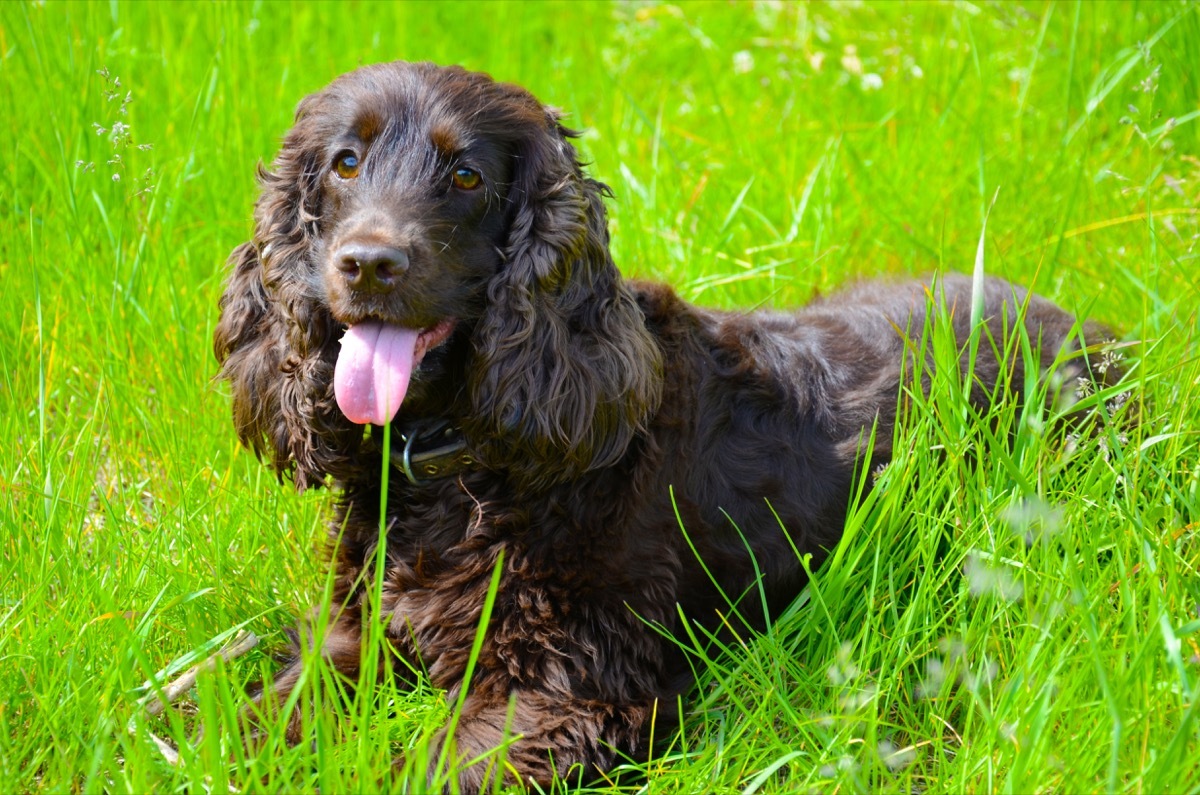 Typical Irish Water Spaniel in the spring garden 