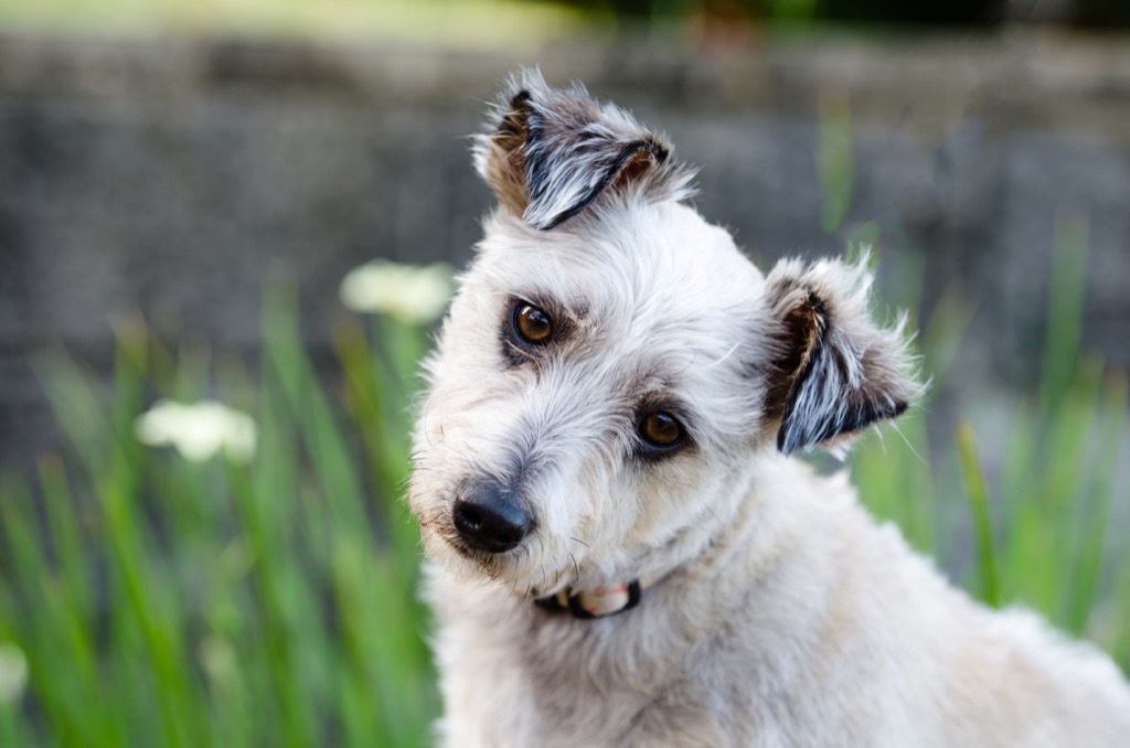 Dog doing a head tilt