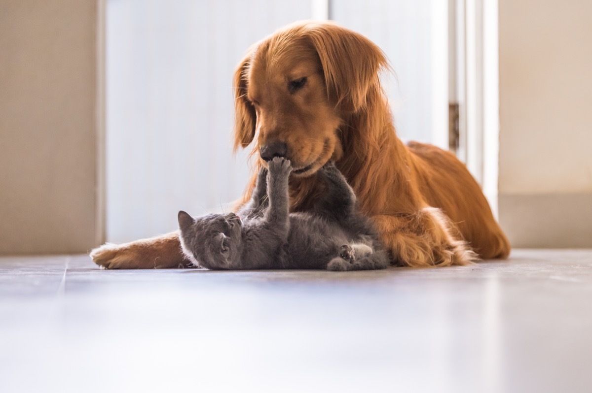 dog and cat playing