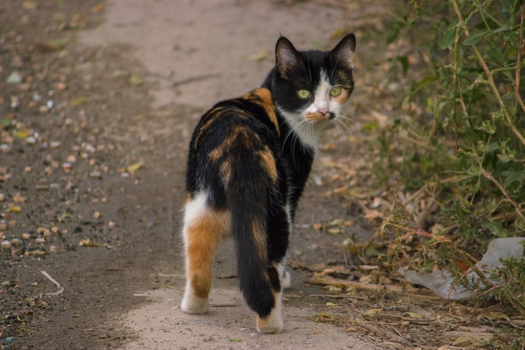 Cat with Low Twitching Tail