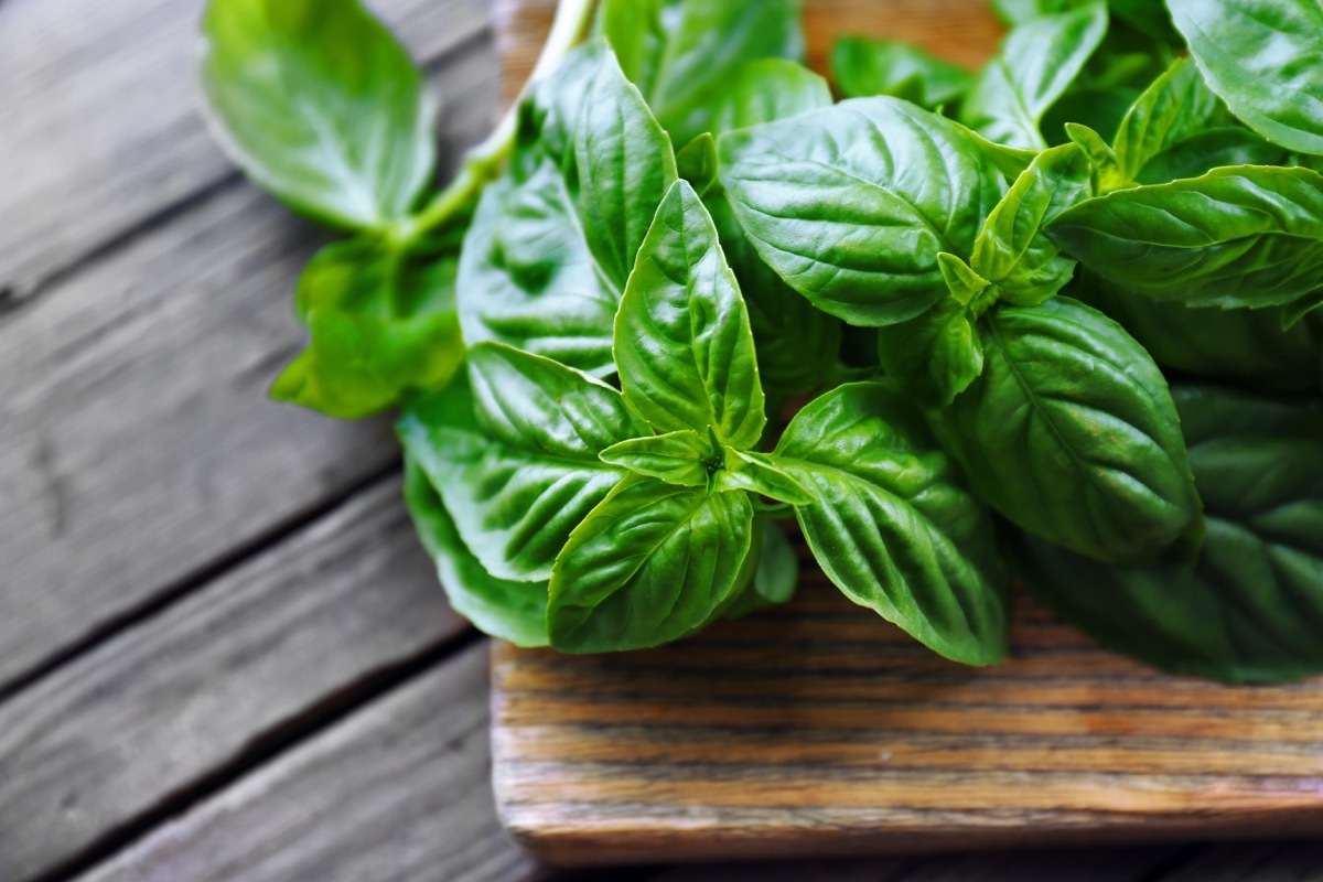 Basil Plant