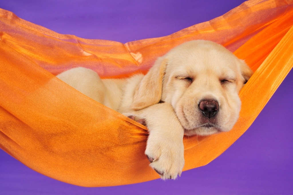 Puppy Sleeping in Hammock