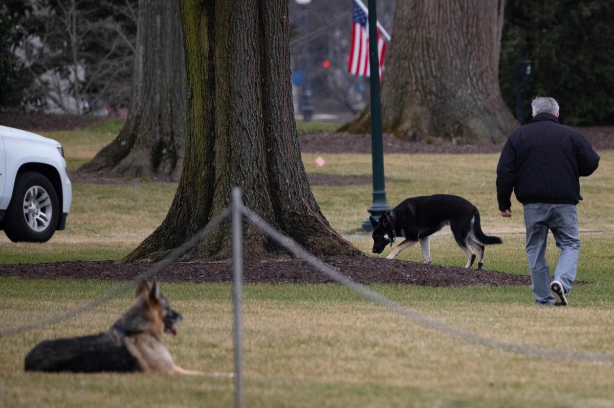 Major and Champ Biden on the White House lawn