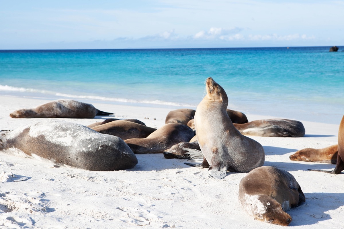 Sea Lions in The Galápagos Islands