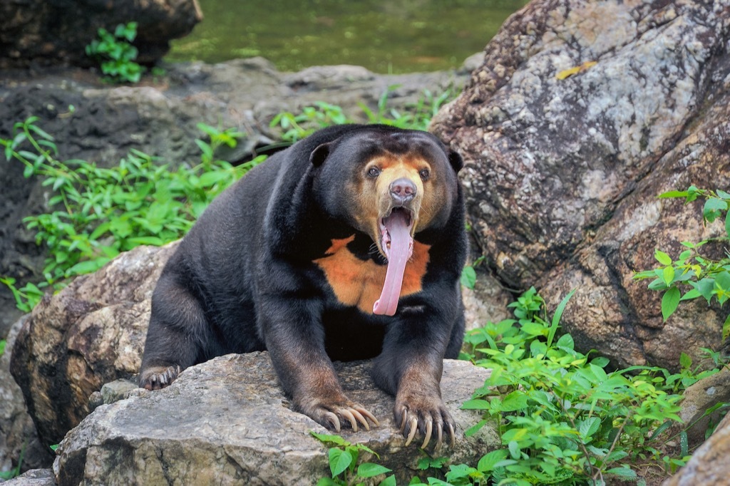 sun bear