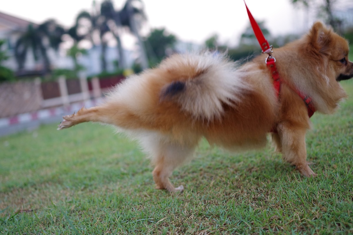 dog kicking foot back