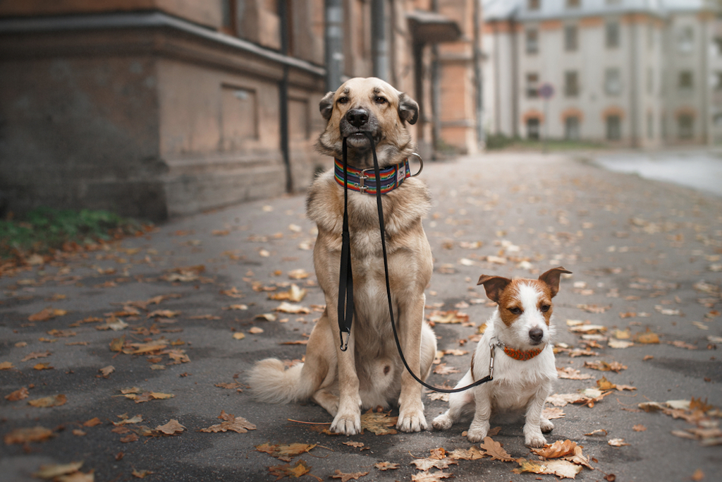 senior dog teaches young dog how to be on a leash. 