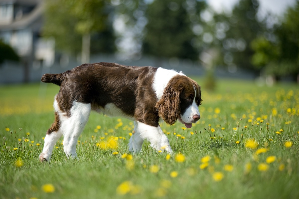 English Springer Spaniel