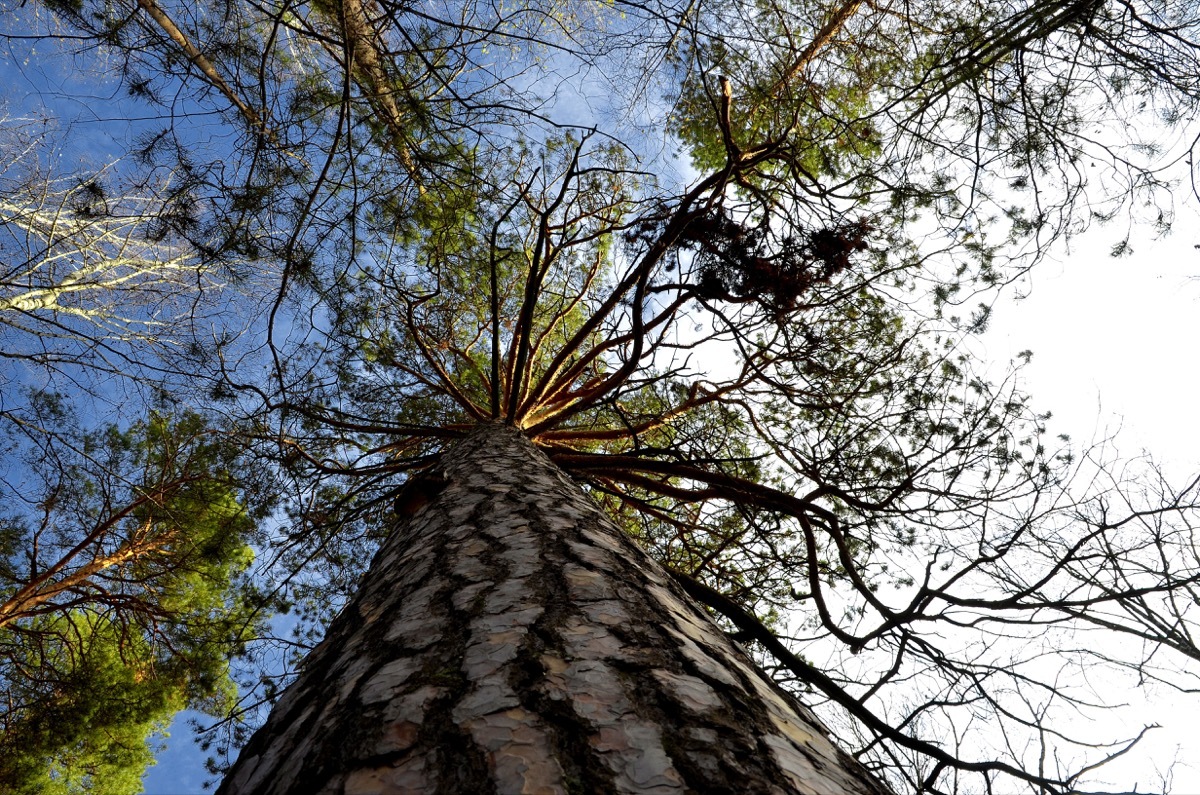 looking up a big tree in the forest to the sky