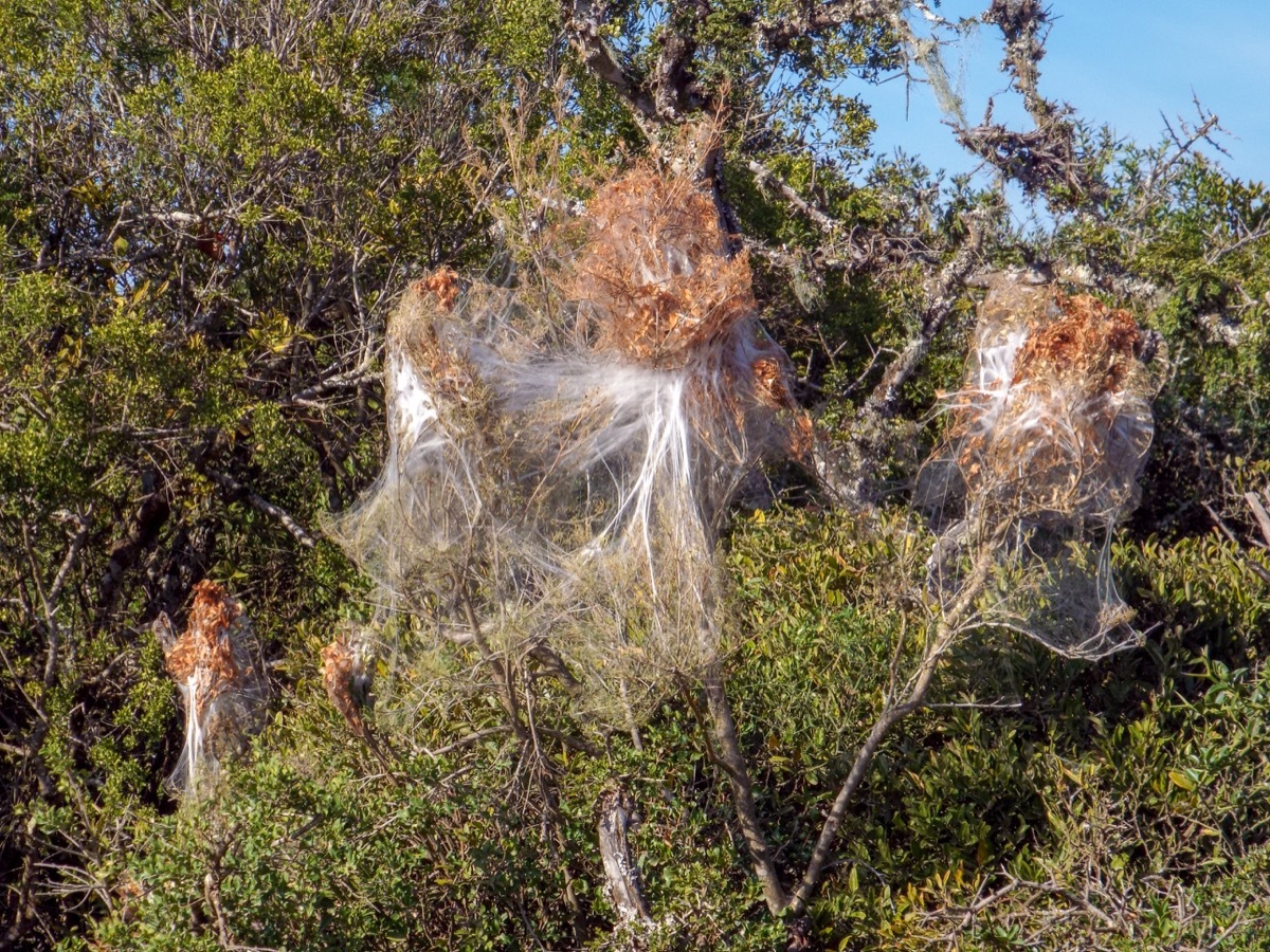 Social Spider Web {Spider Facts}