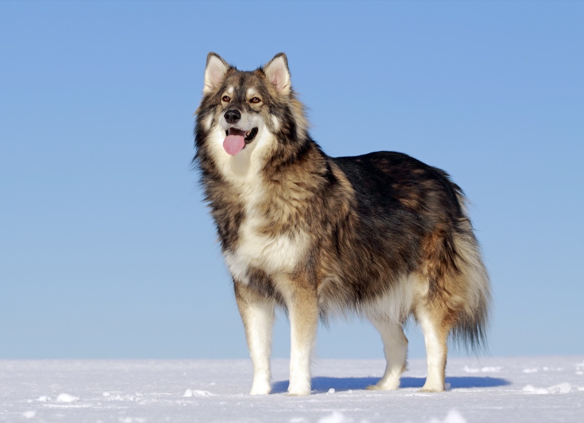 Alaskan Malamute, Siberian Husky, and German Shepherd.