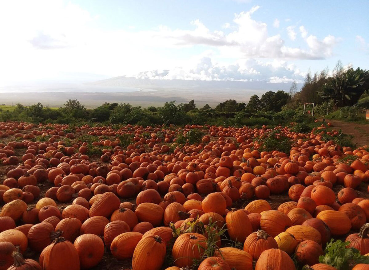 kula country farms hawaii