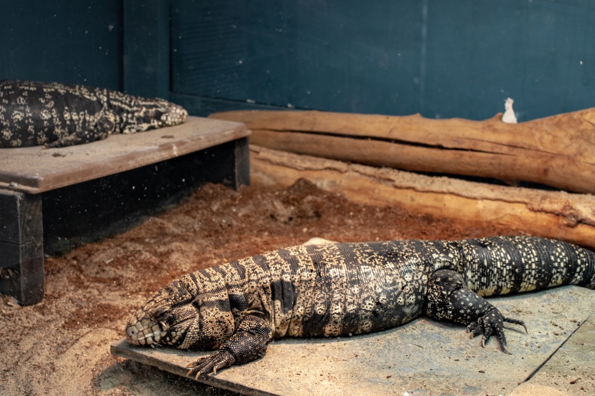 Argentine black-and-white tegu