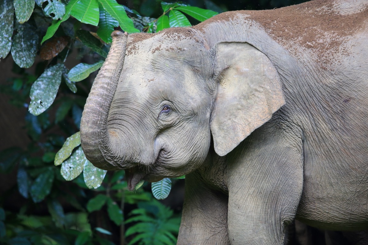 borneo pygmy elephant