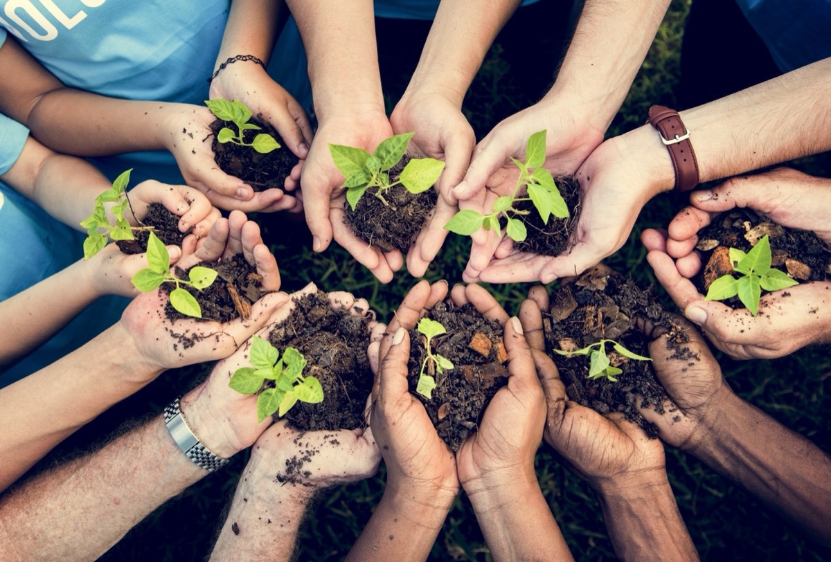 close-up on hands planting a garden