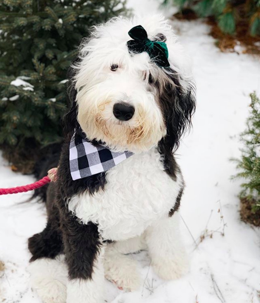 dogs excited for christmas