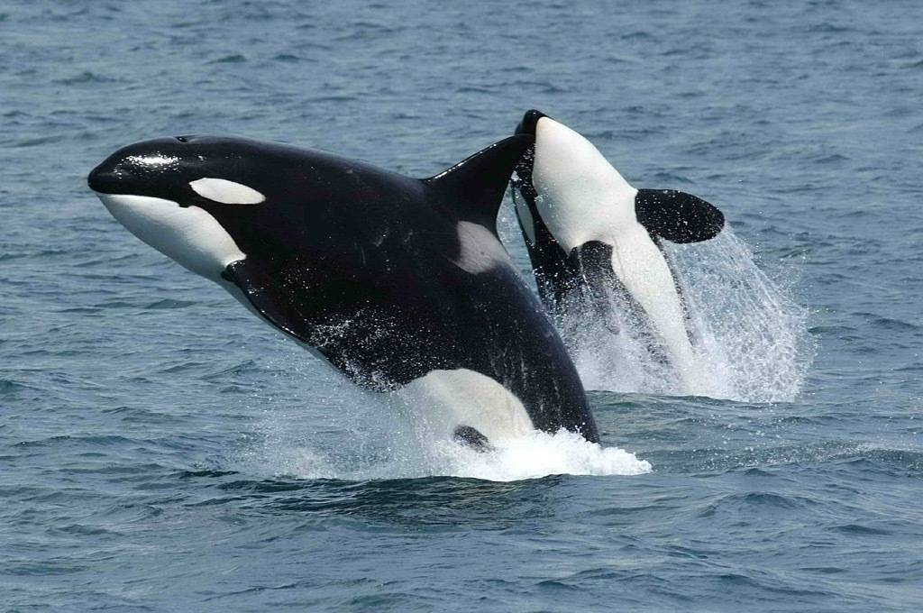 Orca whale