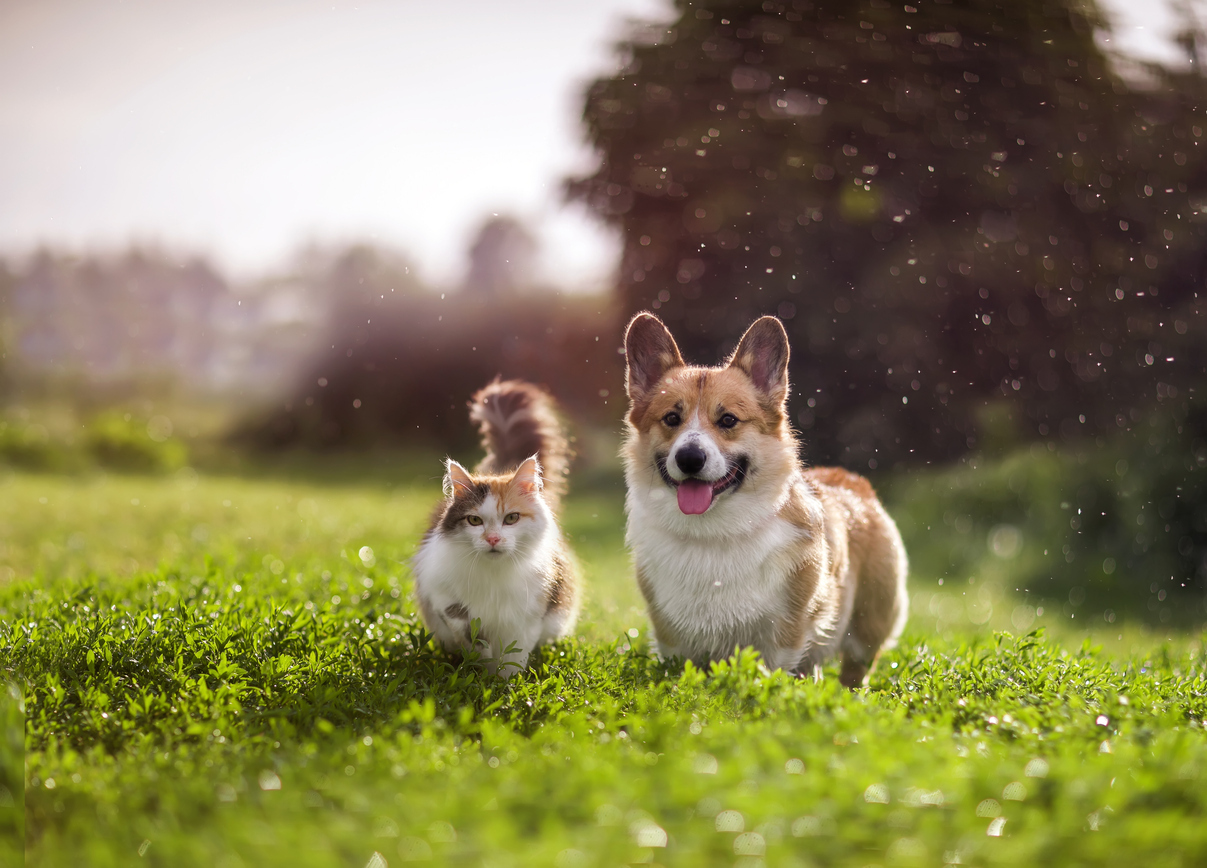 corgi and cat walking around in a flower field