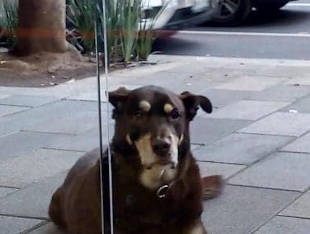 dog goes viral for being so good at stealing pizza 