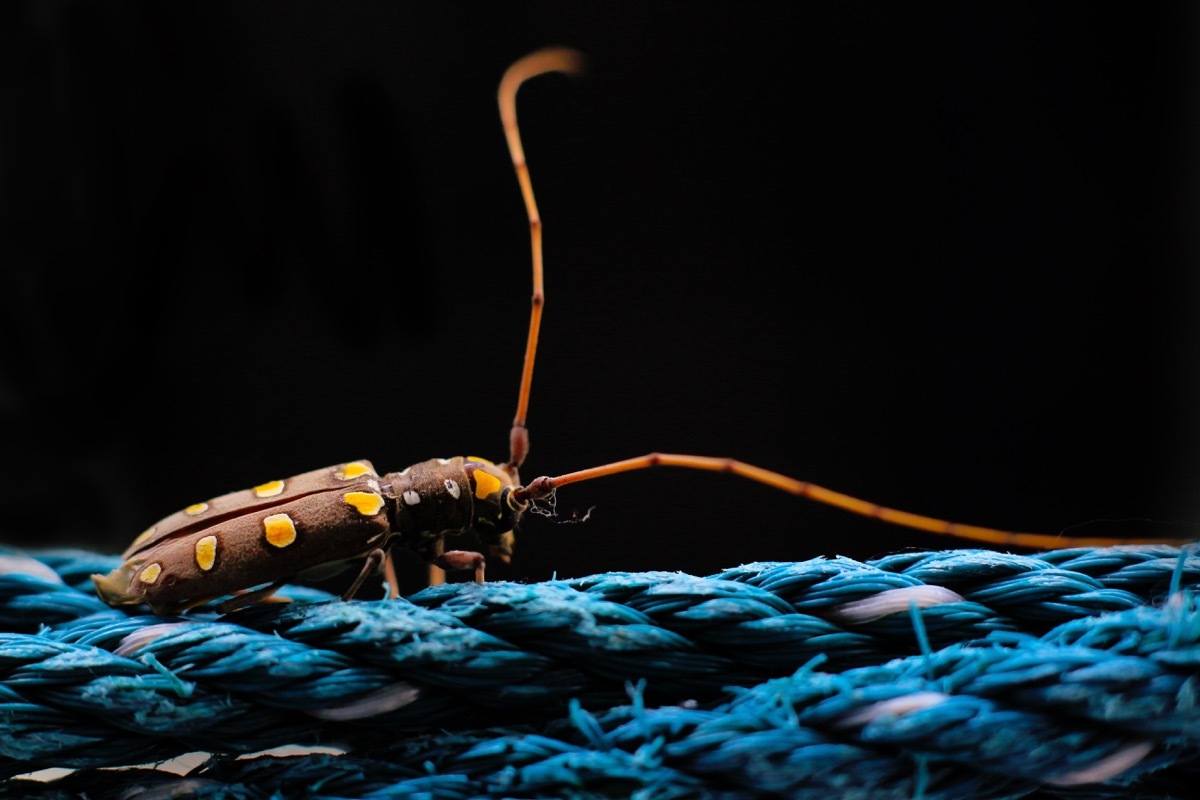 citrus long-horned beetle dangerous bugs in america 