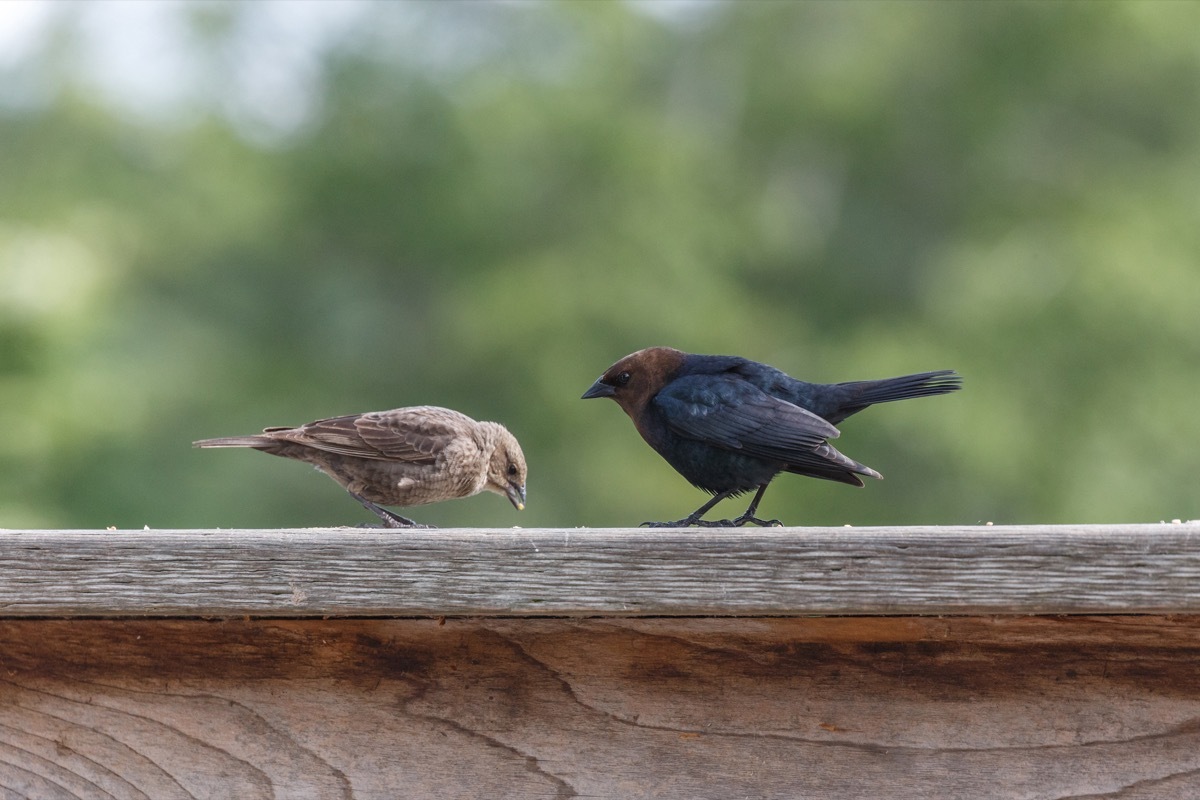 Cowbird