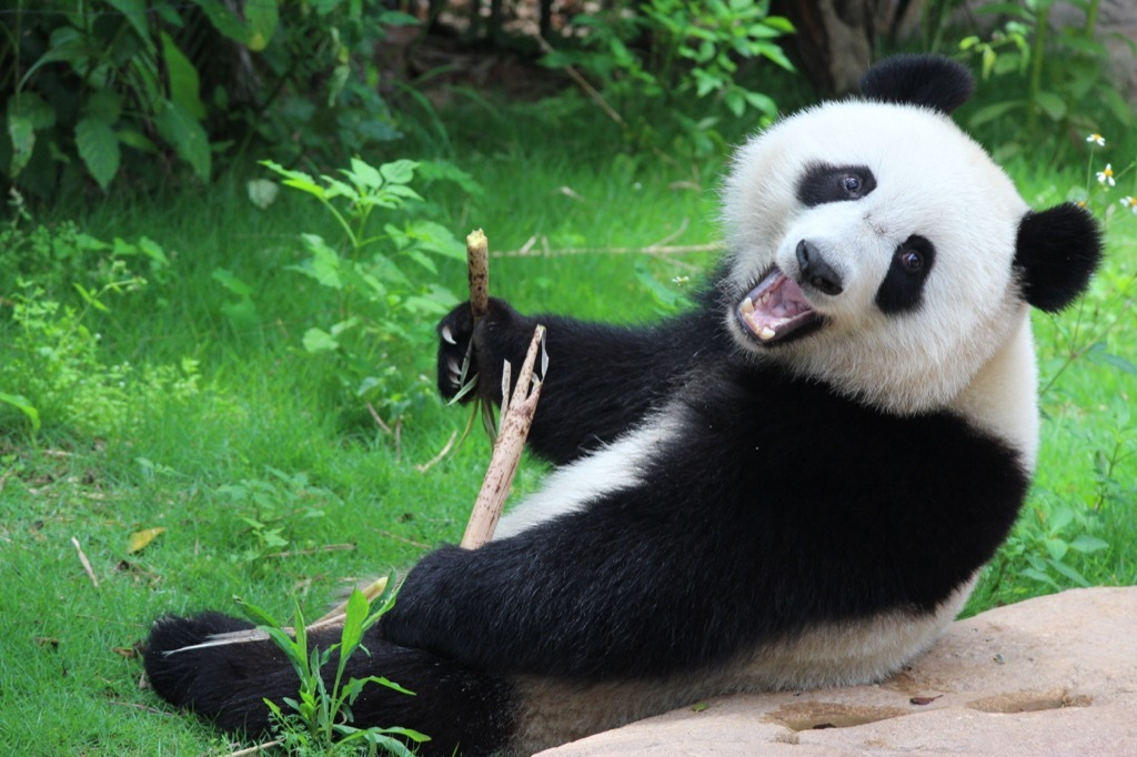 panda bear holding a stick