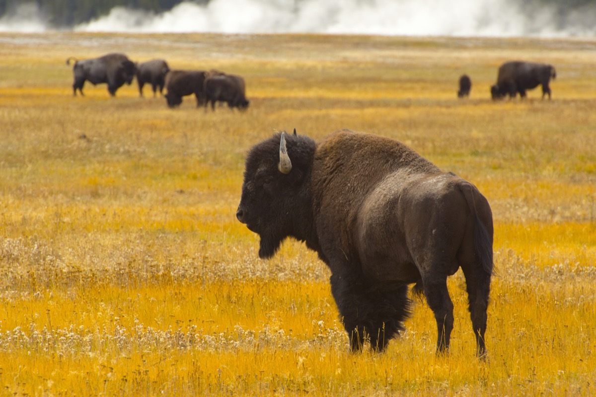 bison yellowstone national park