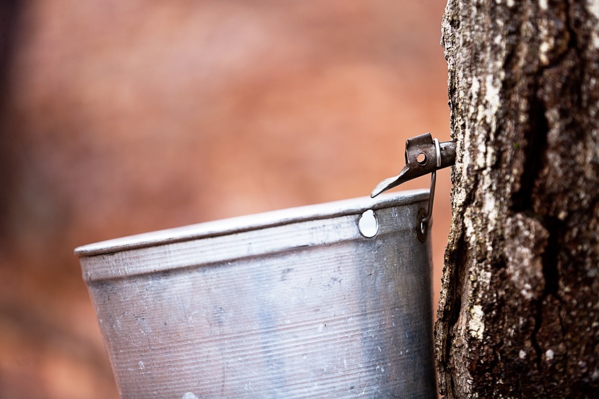 maple syrup tree tap, most common street names