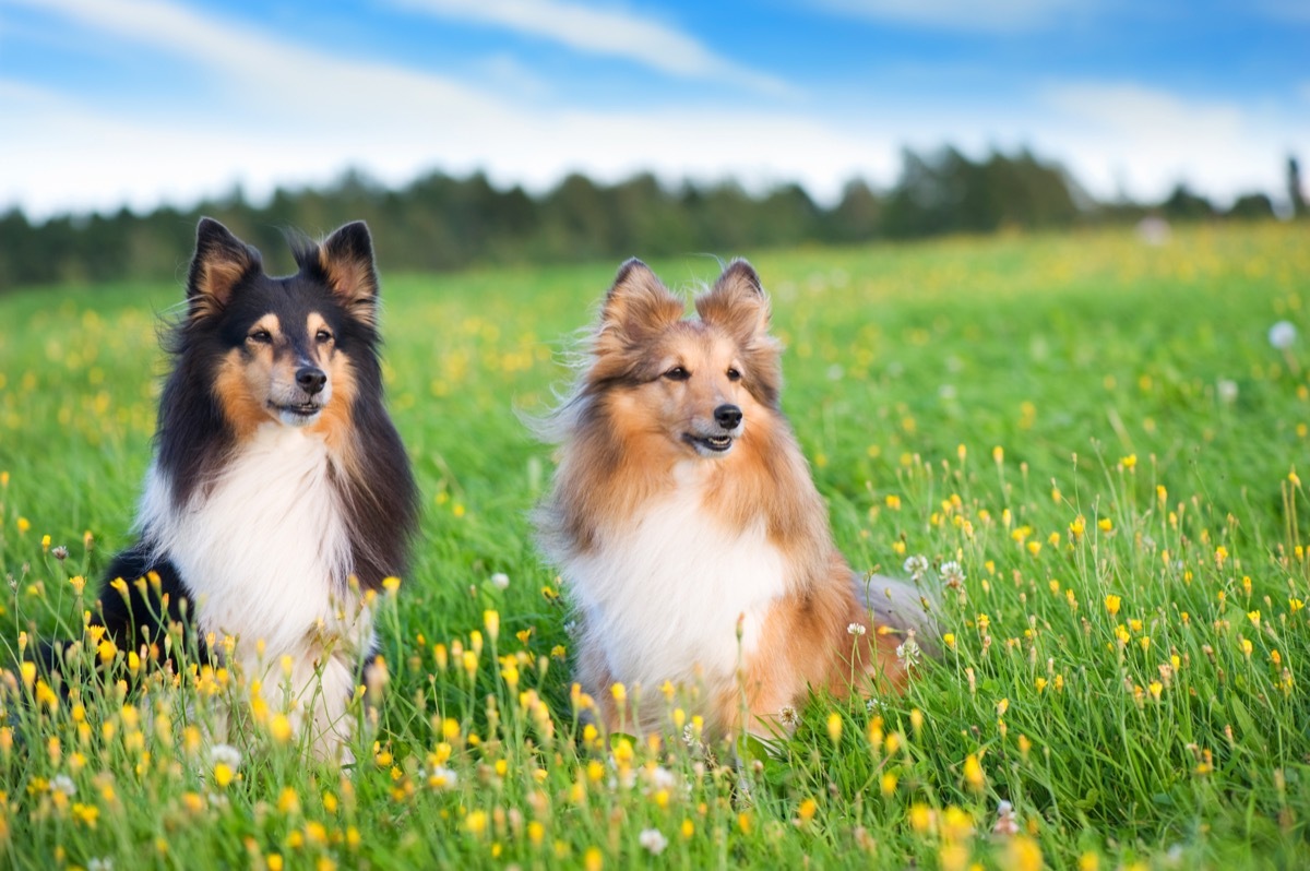 Shetland Sheepdog fluffiest dog breeds