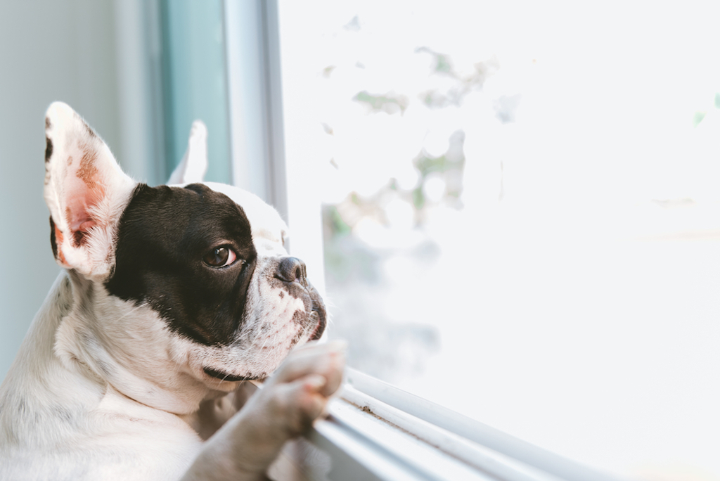 dog waiting for owner