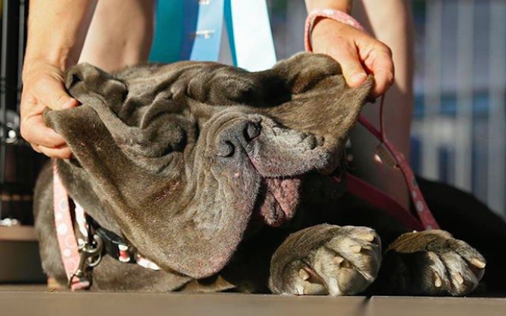 world's ugliest dogs