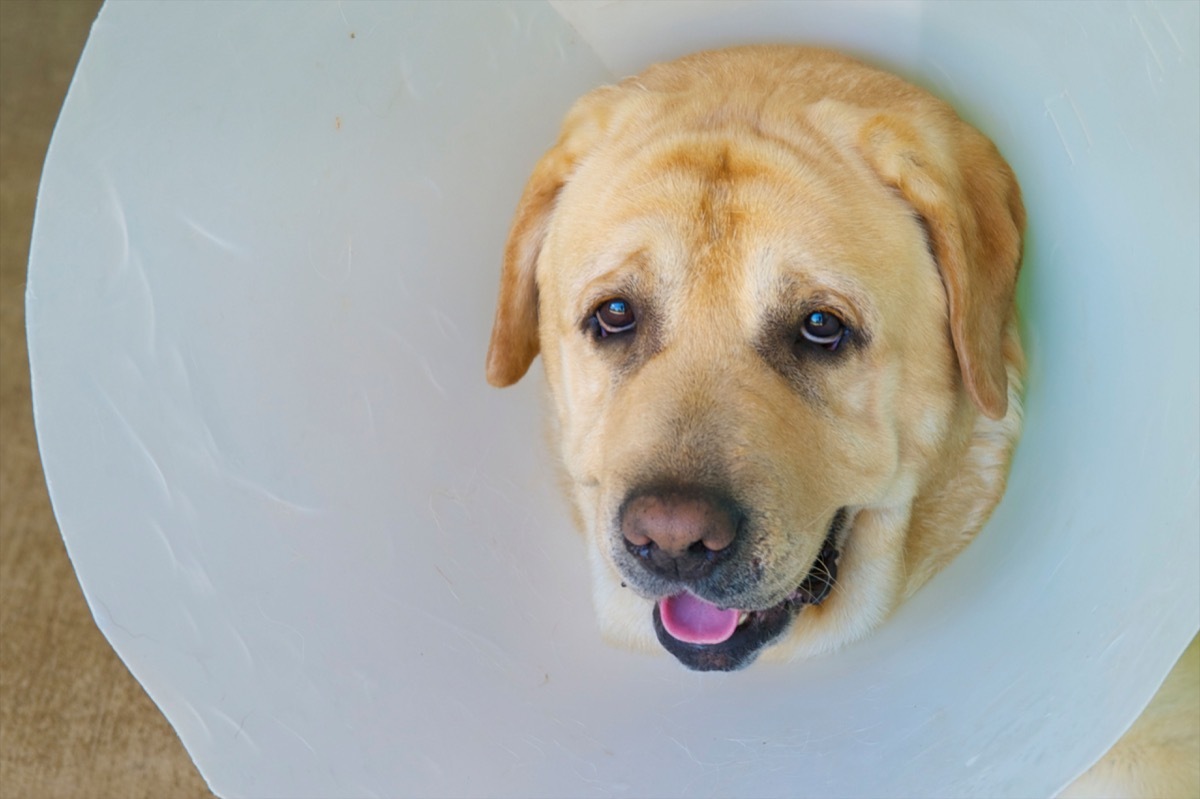 Adorable dog with a huge medical collar