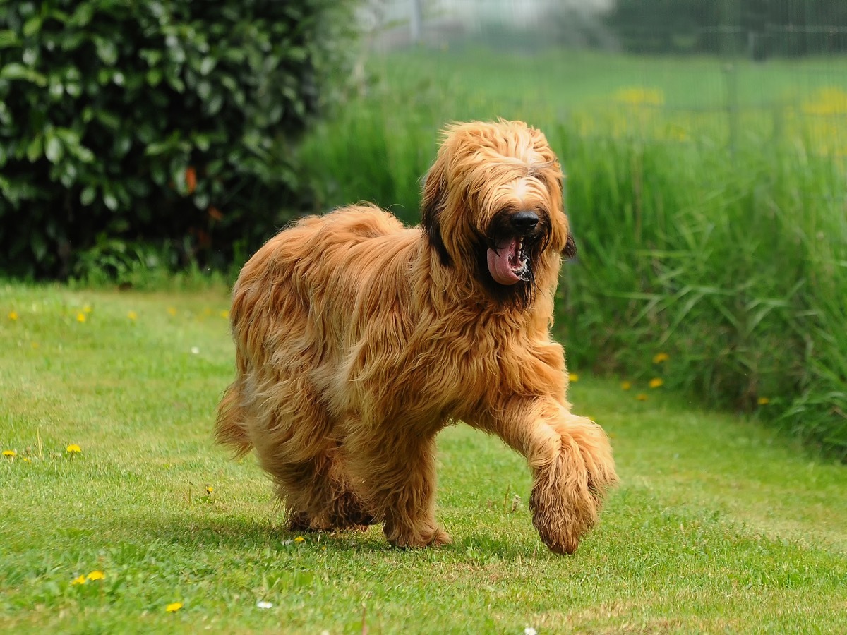 Briard dog