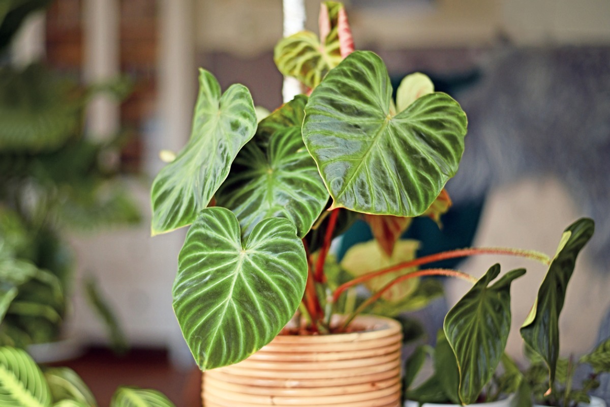 Heart Leaf Philodendron