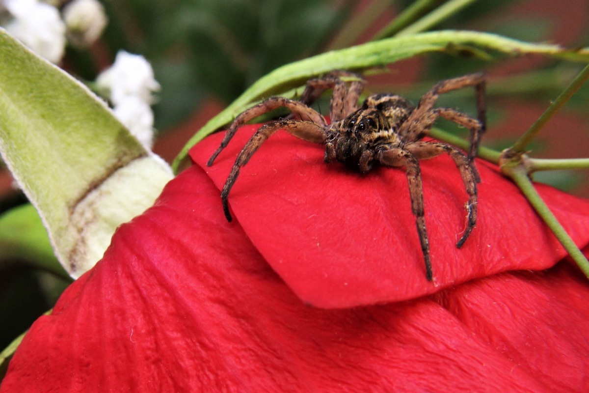 Wolf Spider {Spider Facts}