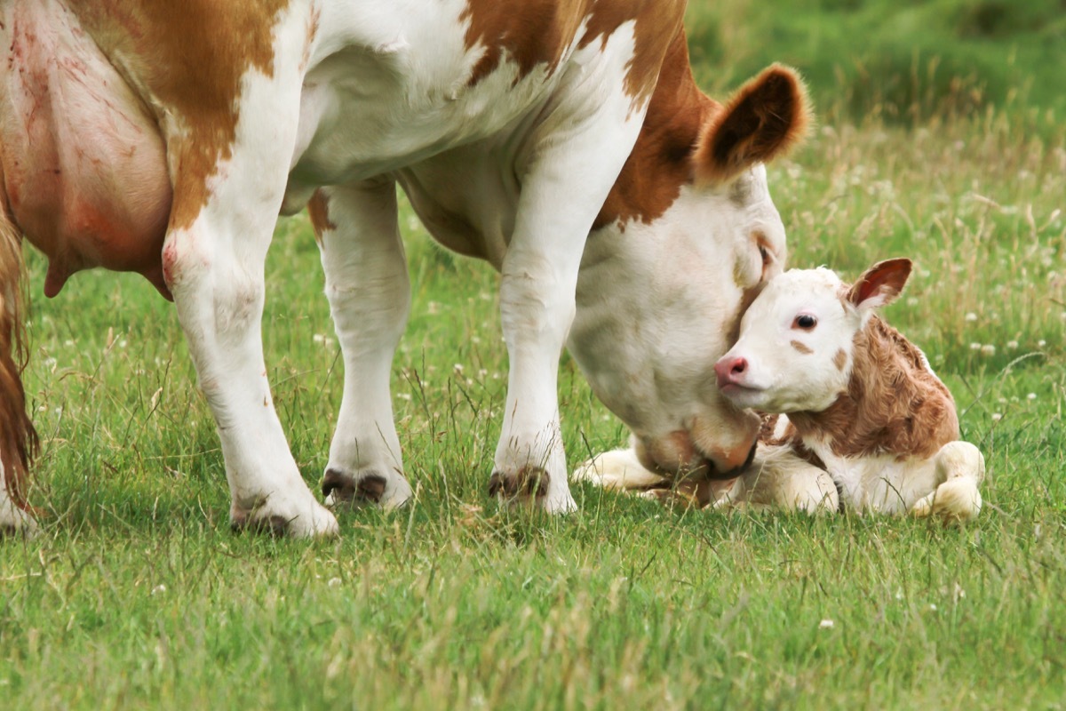 mother cow with her calf, cow photos